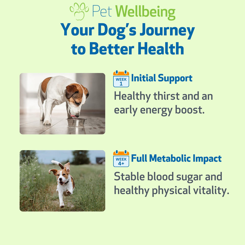 Pet Wellbeing Blood Sugar Gold dog and owner adding supplement at mealtime.