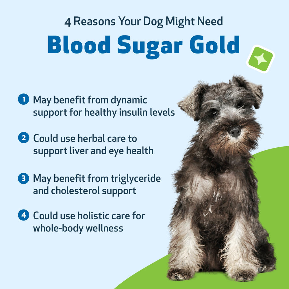 Secure cap and label on Pet Wellbeing Blood Sugar Gold bottle.