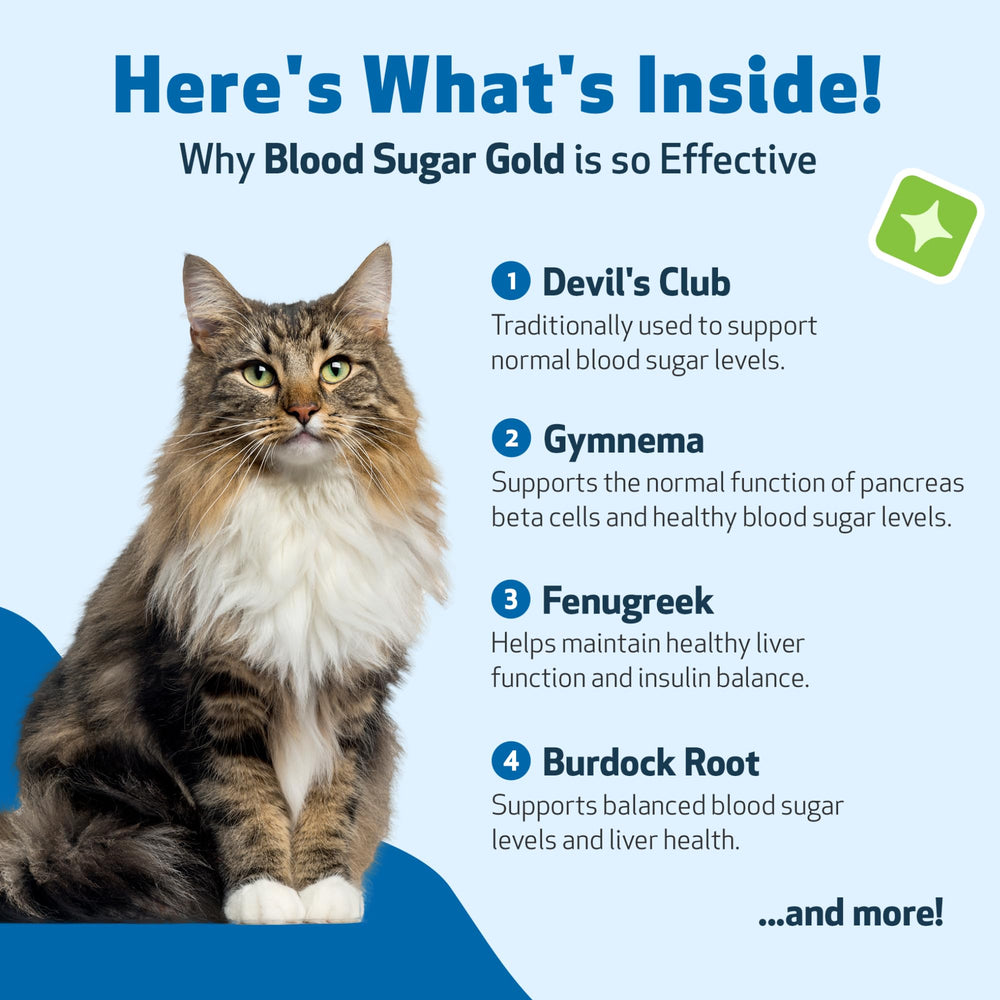 Blood Sugar Gold liquid drops with dosing pipette for easy administration