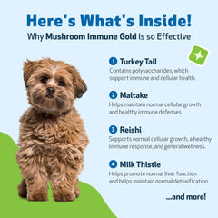 Pet Wellbeing Mushroom Immune Gold pour shot shows easy daily administration.