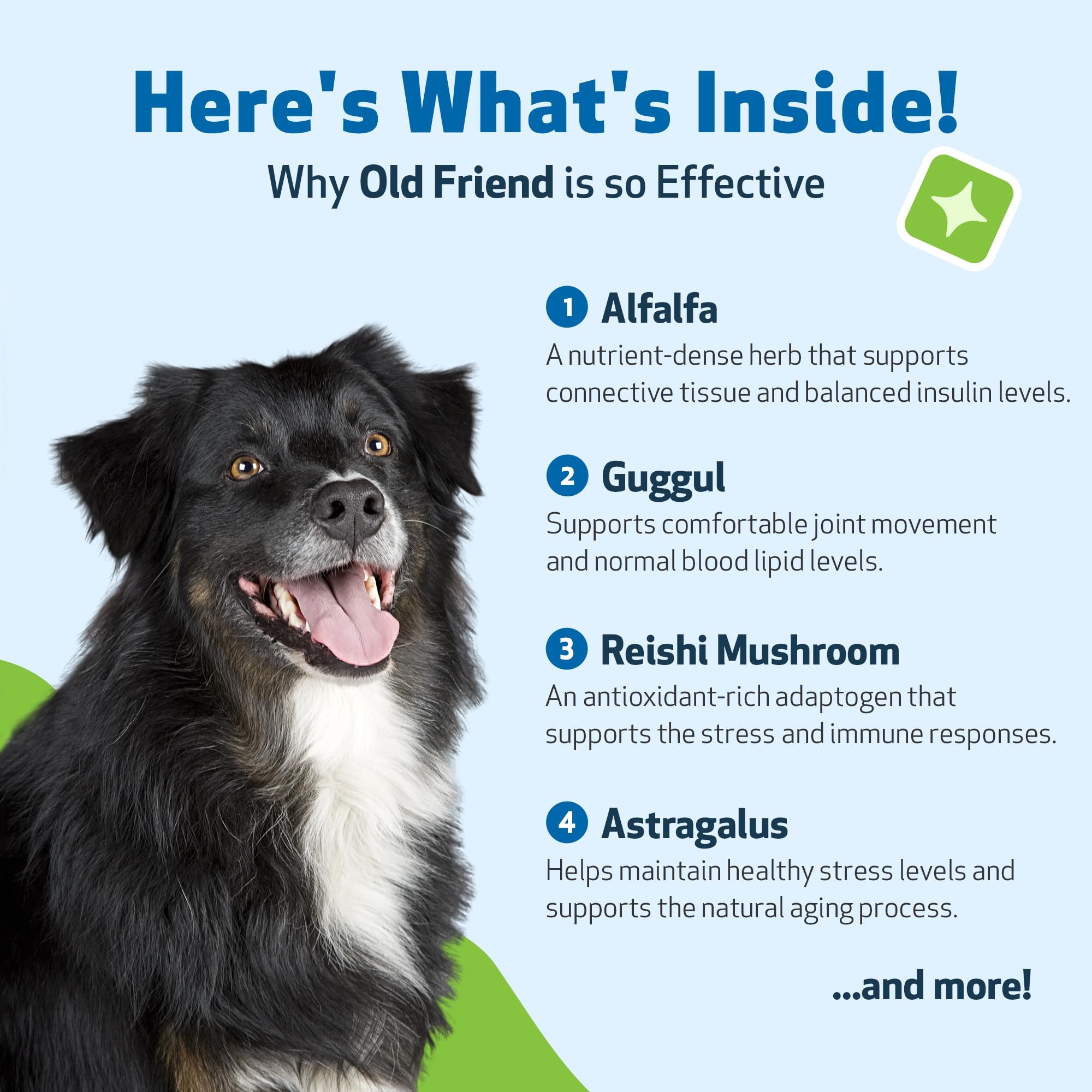 Pet Wellbeing Old Friend label close-up highlighting veterinarian-formulated quality