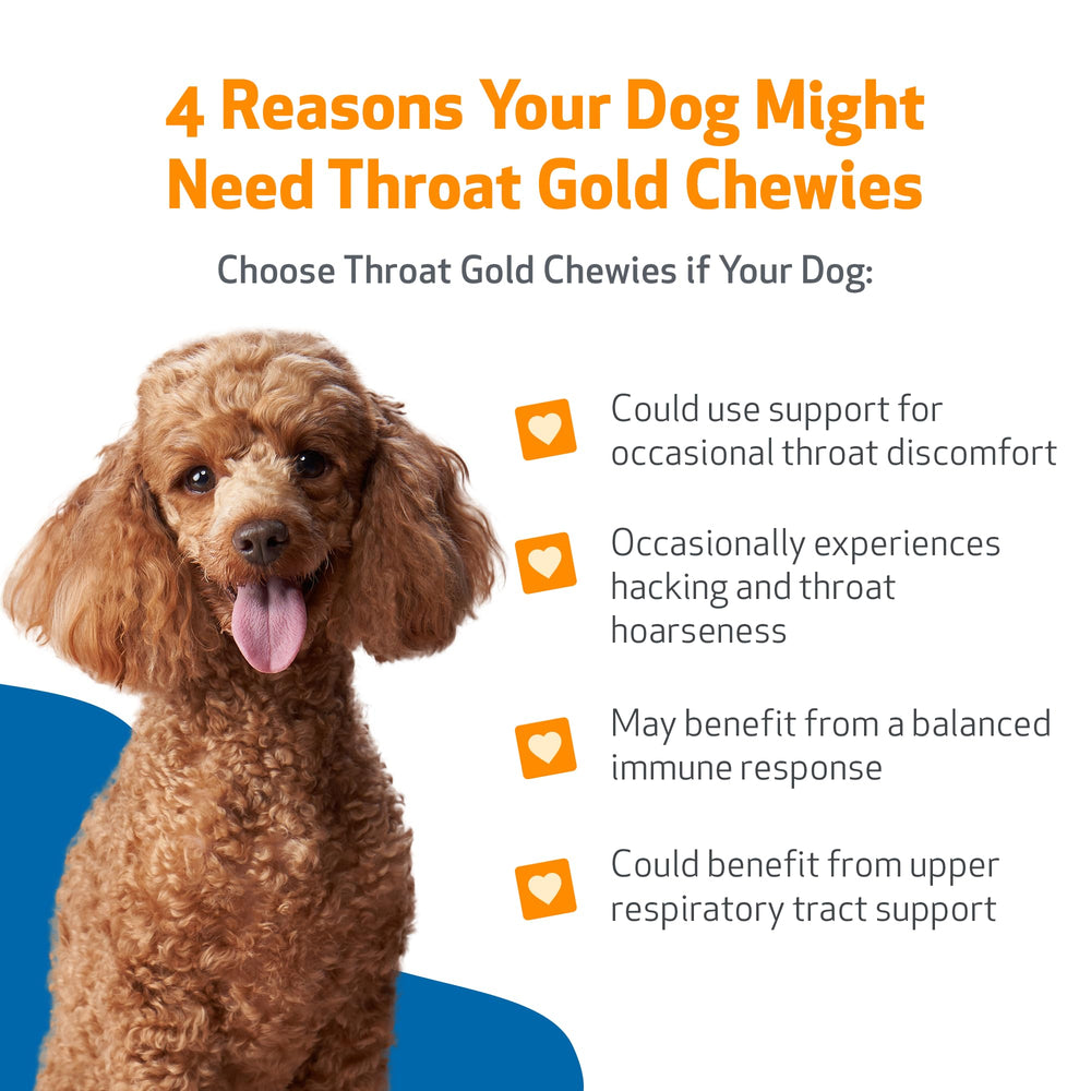 Pet Wellbeing Throat Gold Chewies dog eating scene highlighting tasty chew.