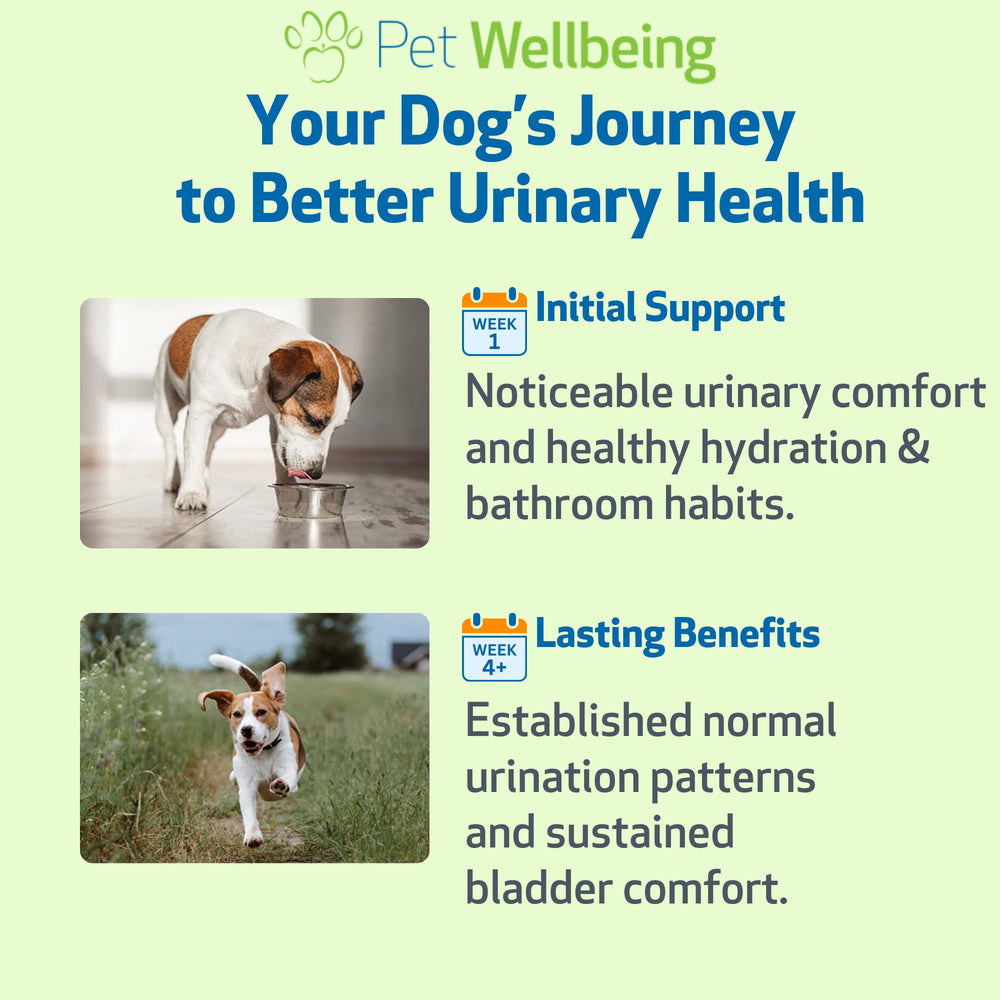 Pet Wellbeing Urinary Gold dog being administered in a home setting.