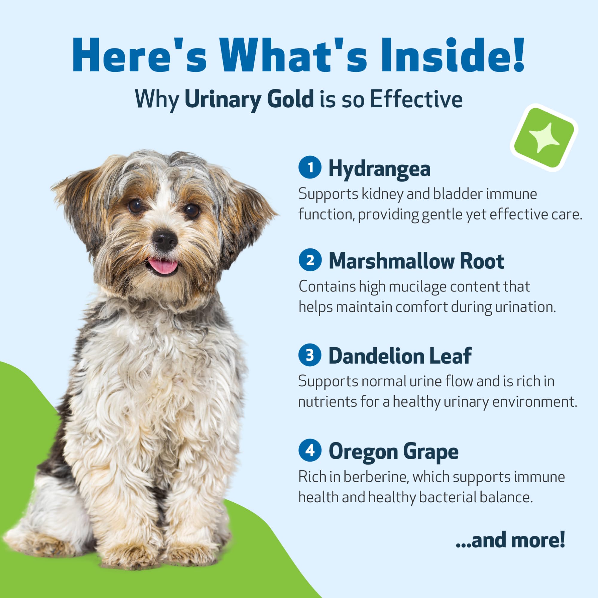 Pet Wellbeing Urinary Gold liquid pour for smooth administration.