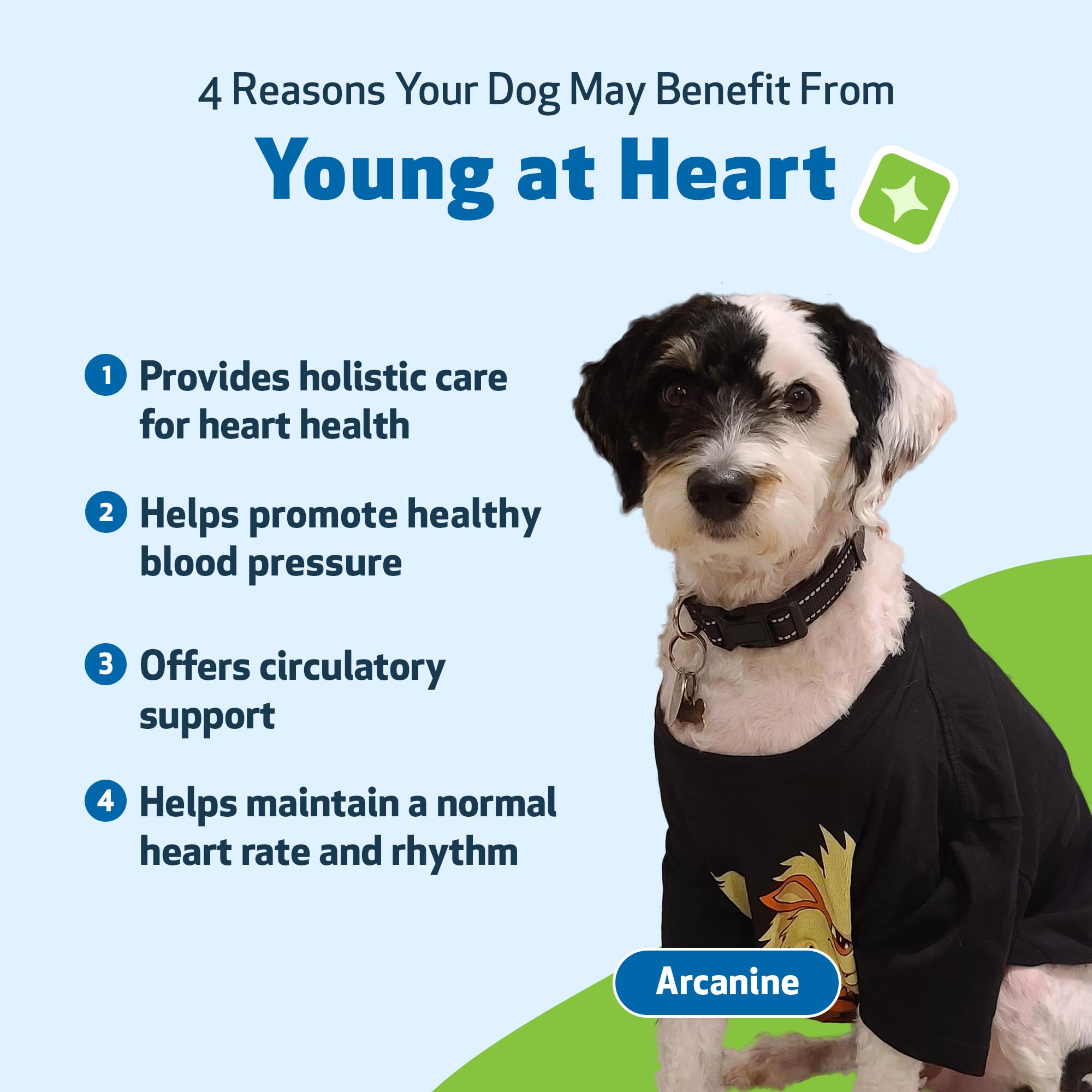 Pet Wellbeing Young at Heart dog and owner using product at home.
