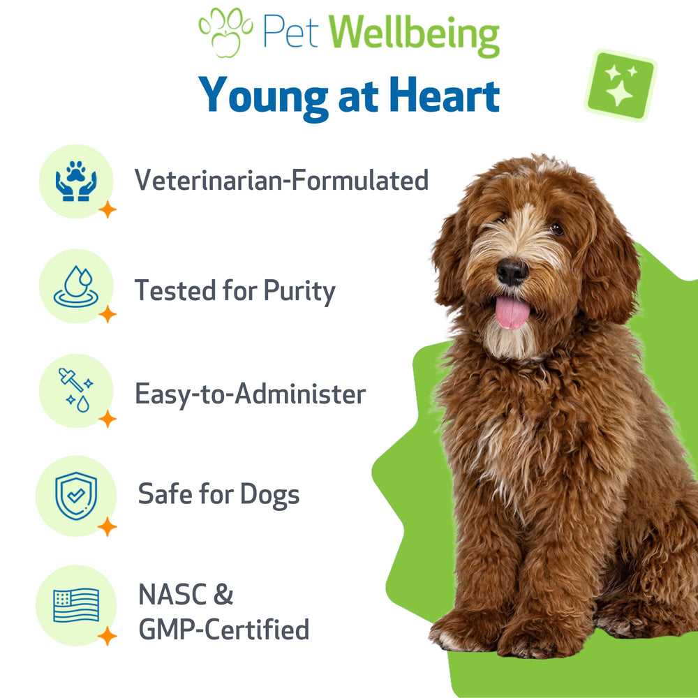 Pet Wellbeing Young at Heart elderly dog portrait, gentle cardiovascular wellness support.