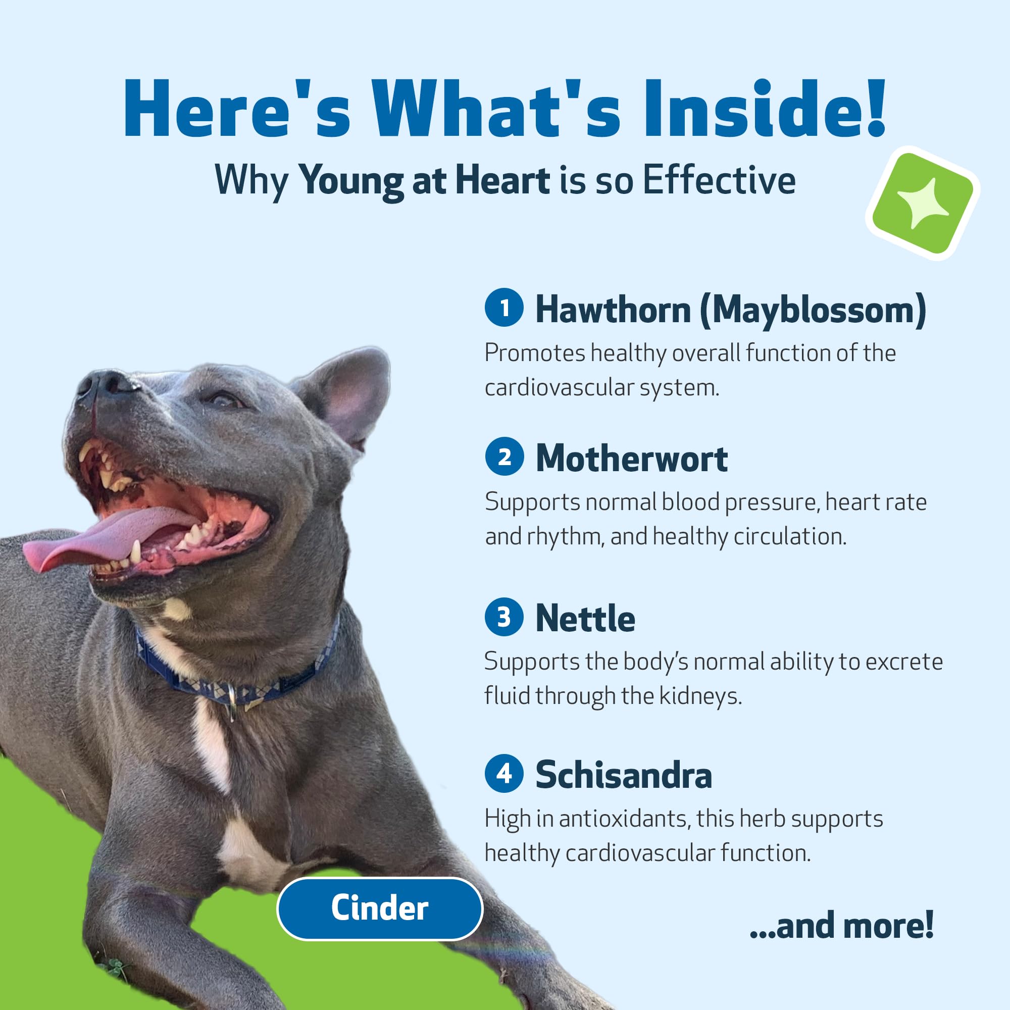 Pet Wellbeing Young at Heart liquid drops for senior dogs, quick-absorption formula.