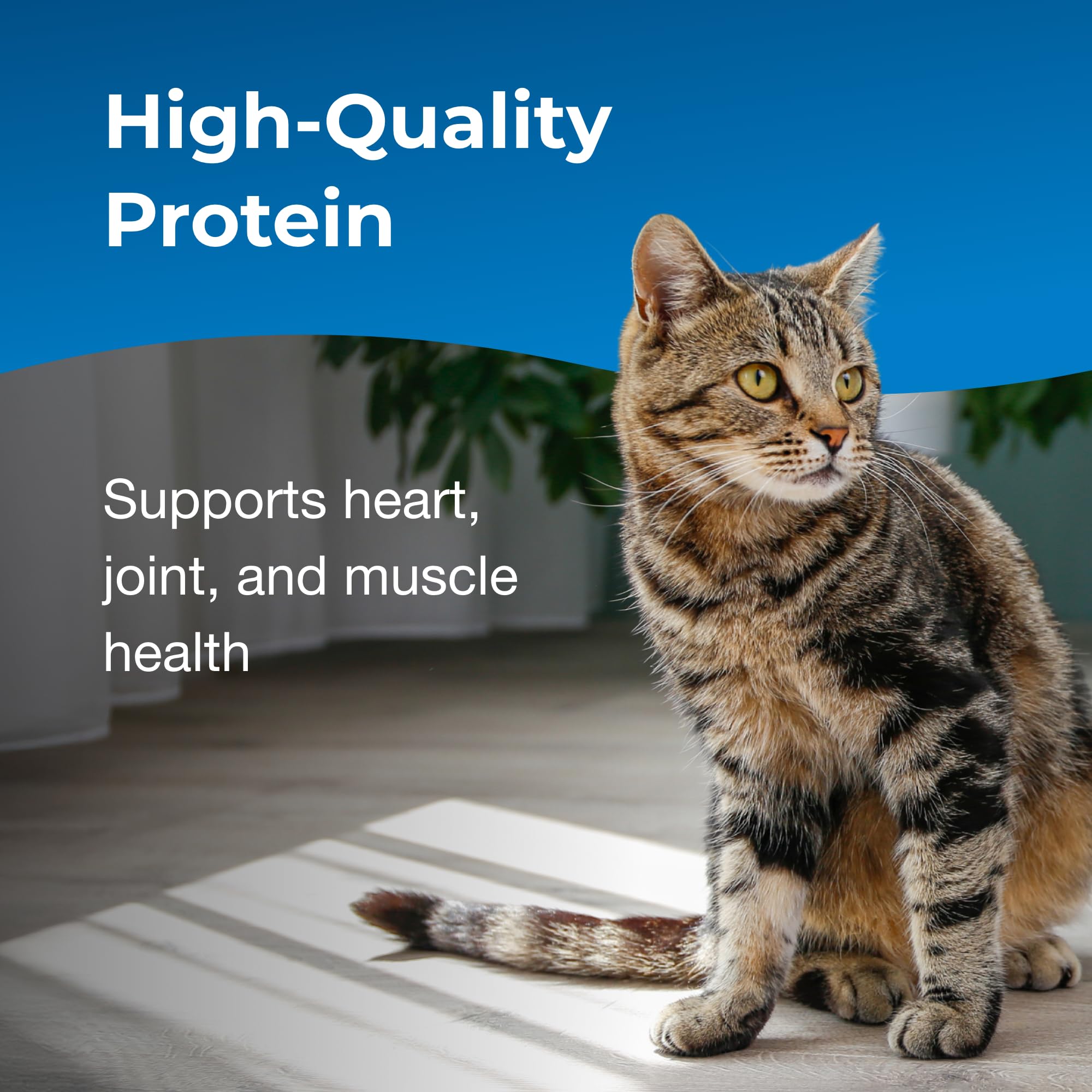 PetAg KMR Healthy Aging easy-to-use formula shown with an aging cat enjoying a meal.