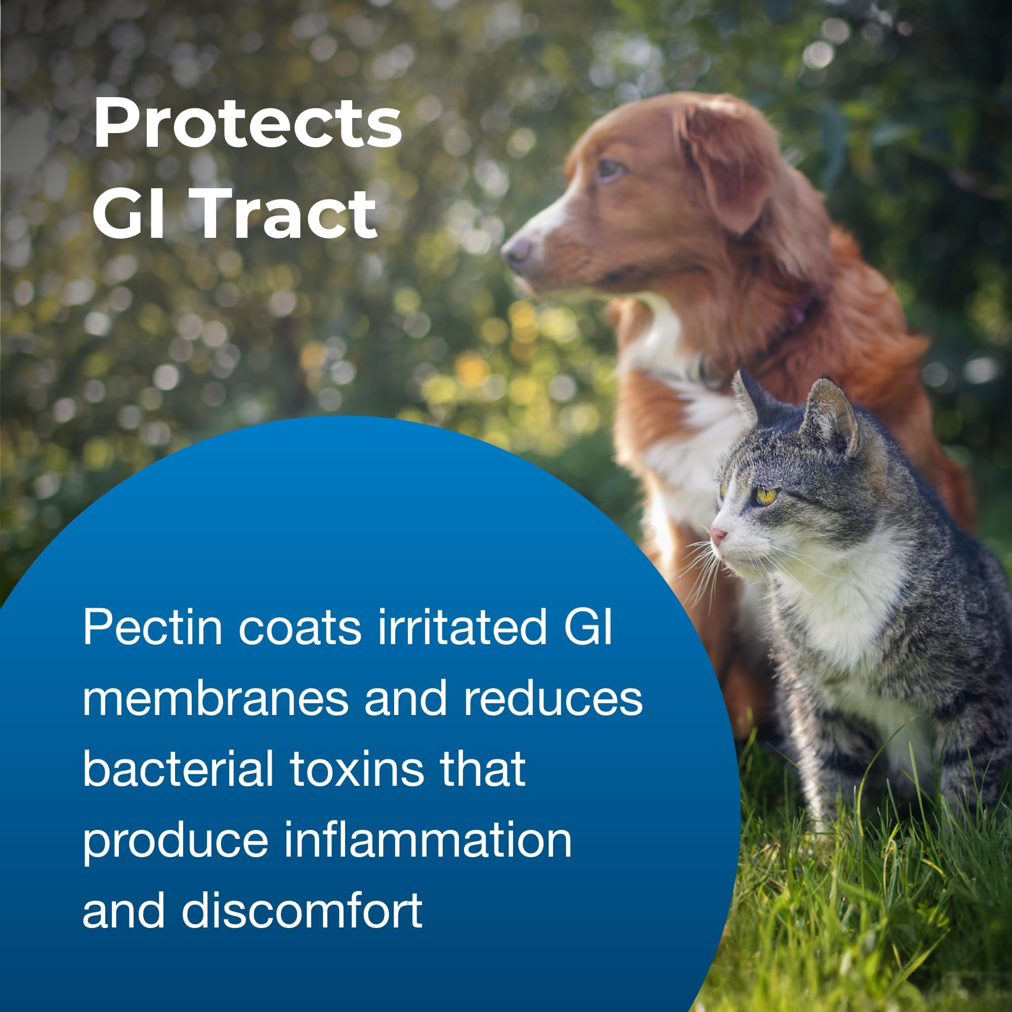 PetAg Pet Pectillin after-dose relaxed-pet suggests comfort after treatment.