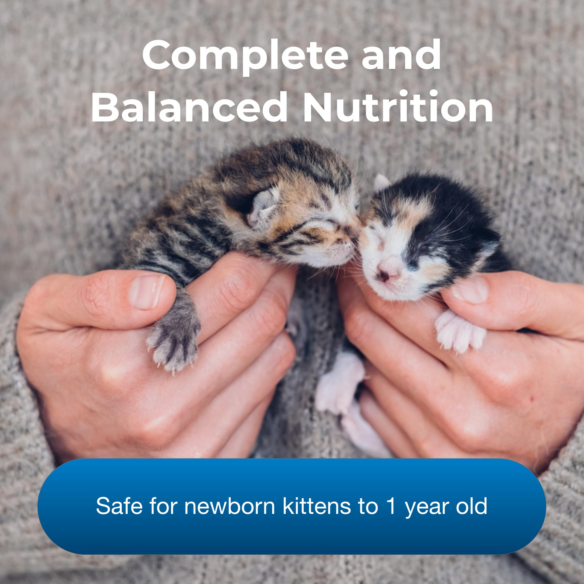 PetLac kitten milk served in a bowl during a feeding session