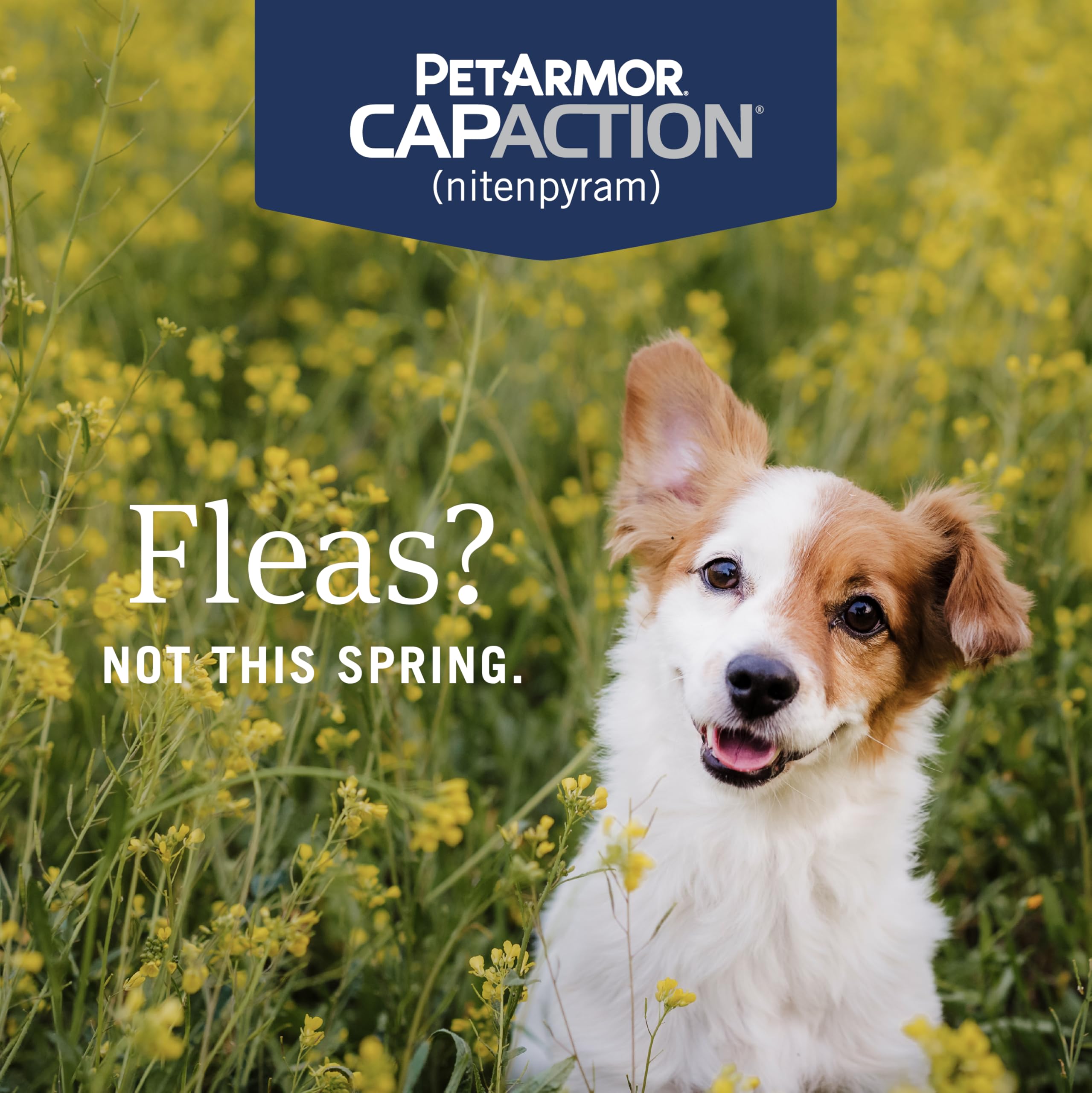 PetArmor CAPACTION for dogs: paw with tablet ready for dosing.