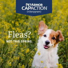 PetArmor CAPACTION for dogs: paw with tablet ready for dosing.