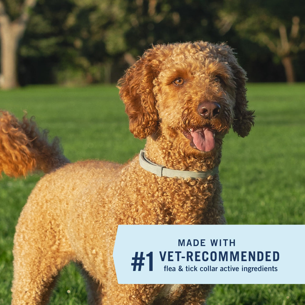PetArmor Extend worn by a large dog during a daily outdoor walk for reliable protection.