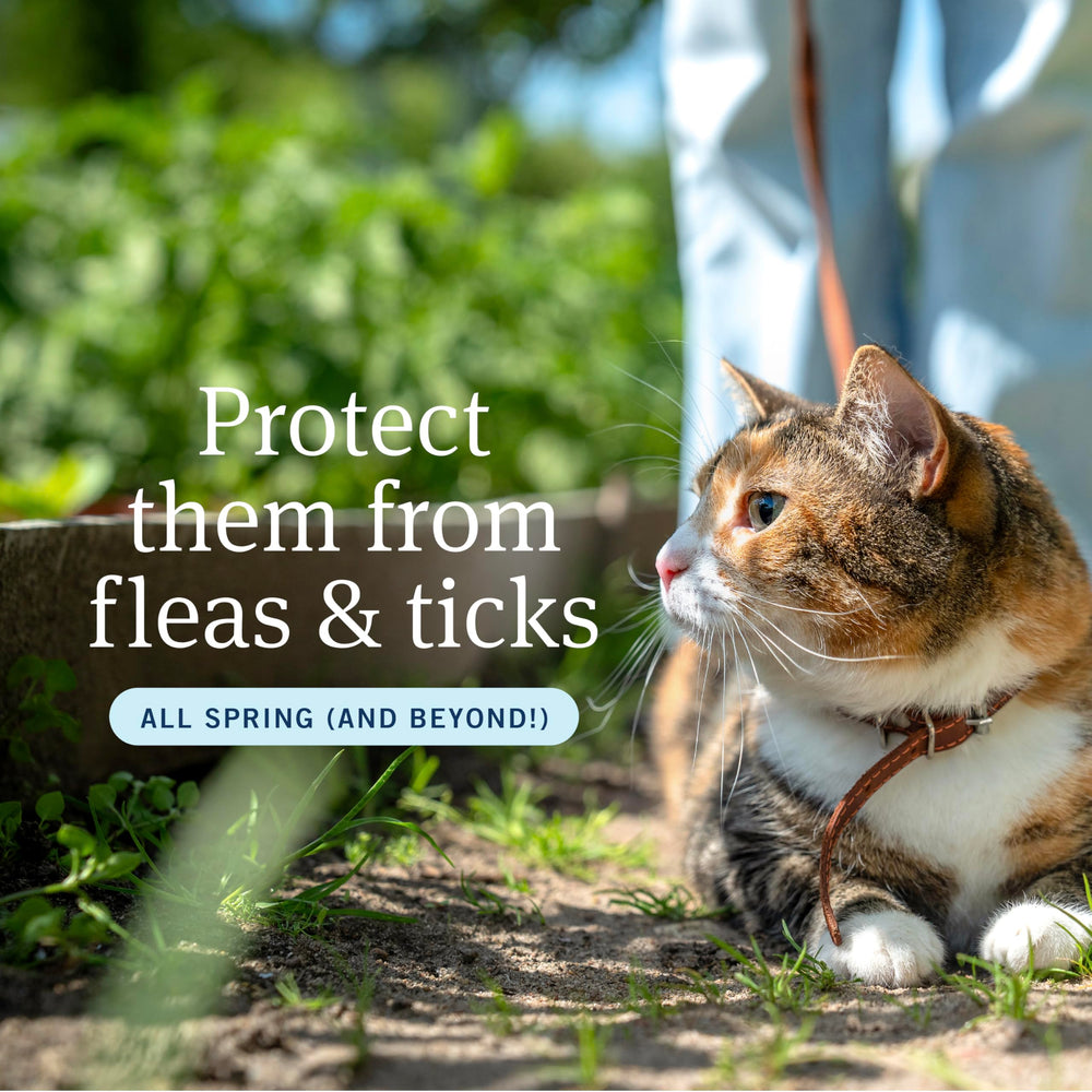 PetArmor Plus cat topical application on cat for flea and tick protection