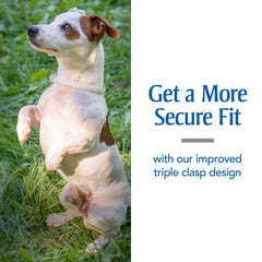 Water-resistant PetArmor collar being worn by a dog in rain.