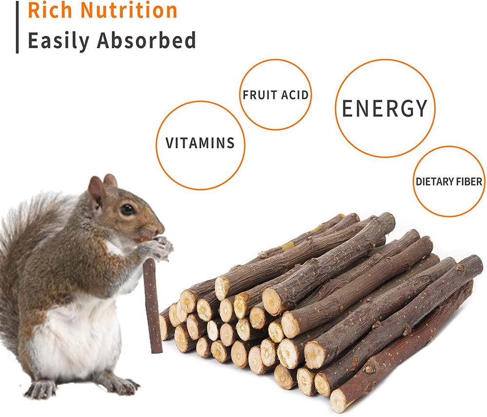 Rabbit chewing Petawi Apple Sticks for dental exercise.