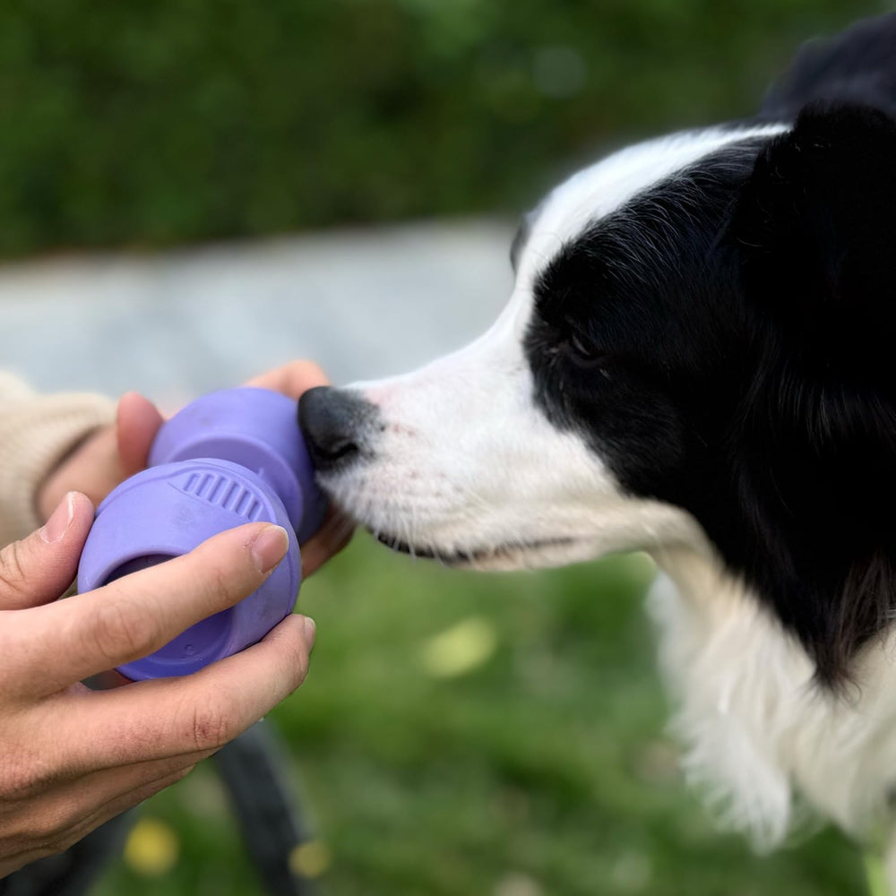 PetClan Chewise easy-cleaning indicates low-maintenance design after use.