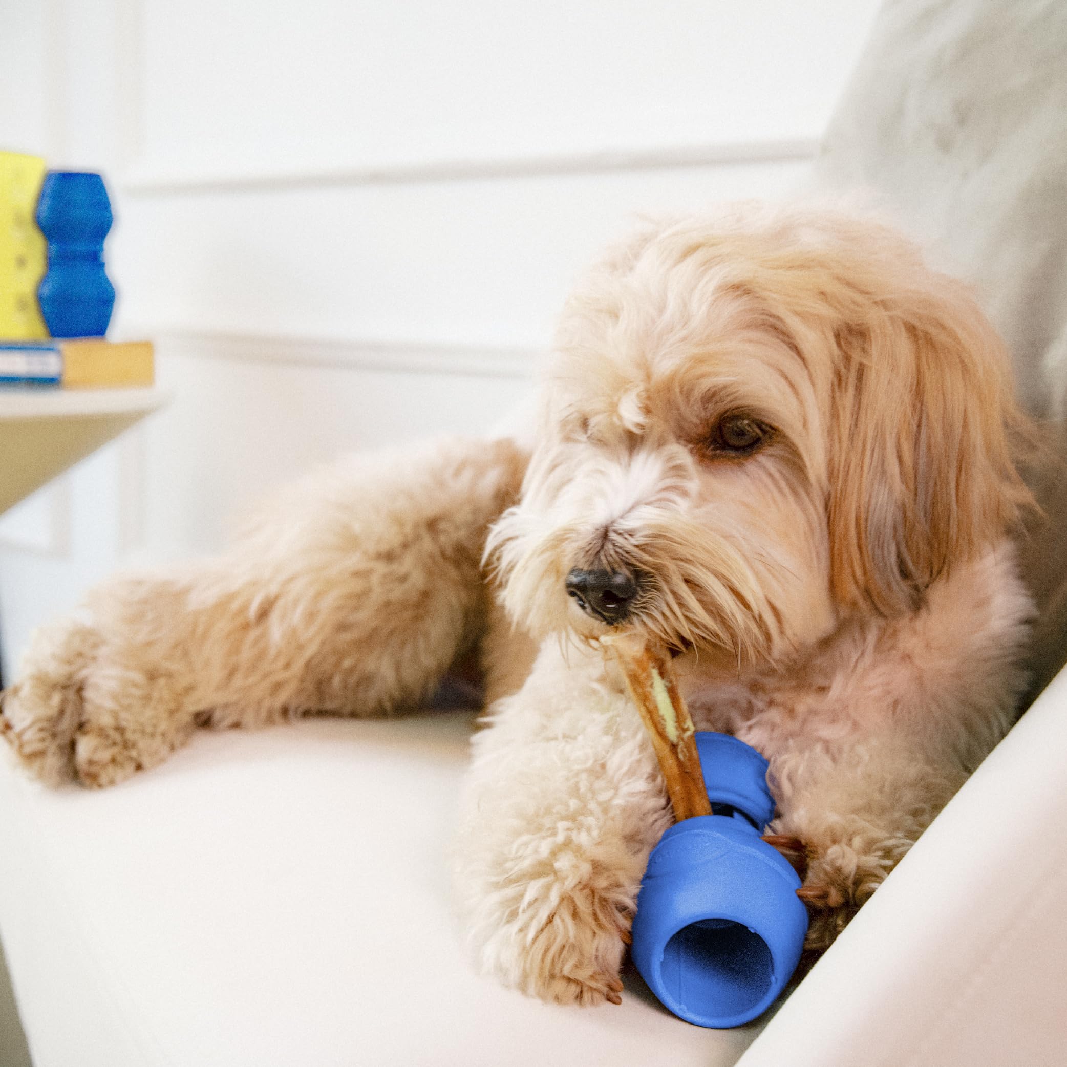 Durable holder supports varied chew sessions across dog sizes.