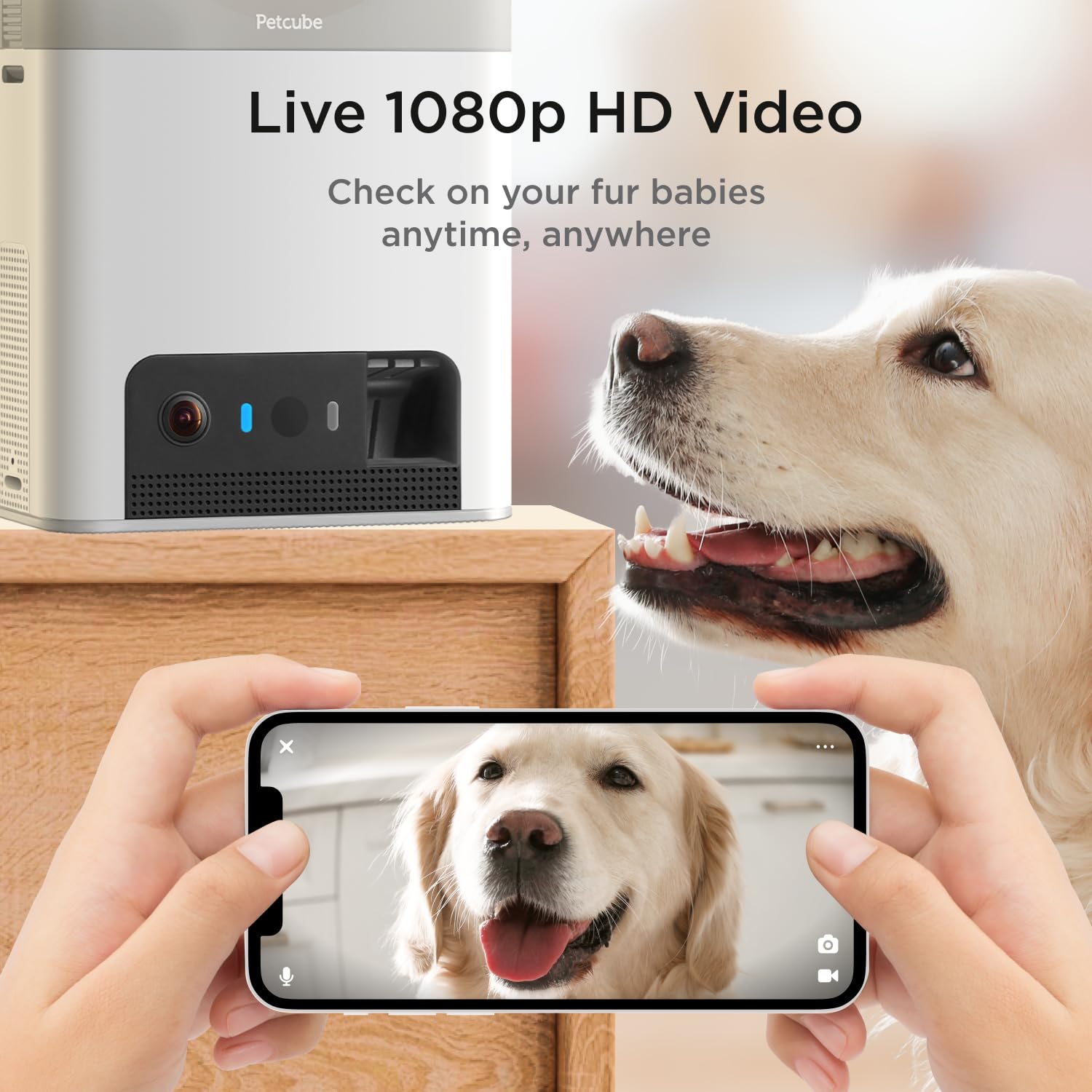 Petcube Bites 2 Lite live video feed showing crisp 1080p clarity