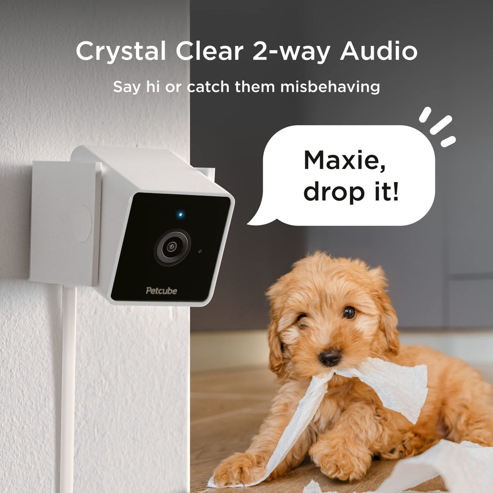 Petcube Cam night vision lets you check pets after lights out.