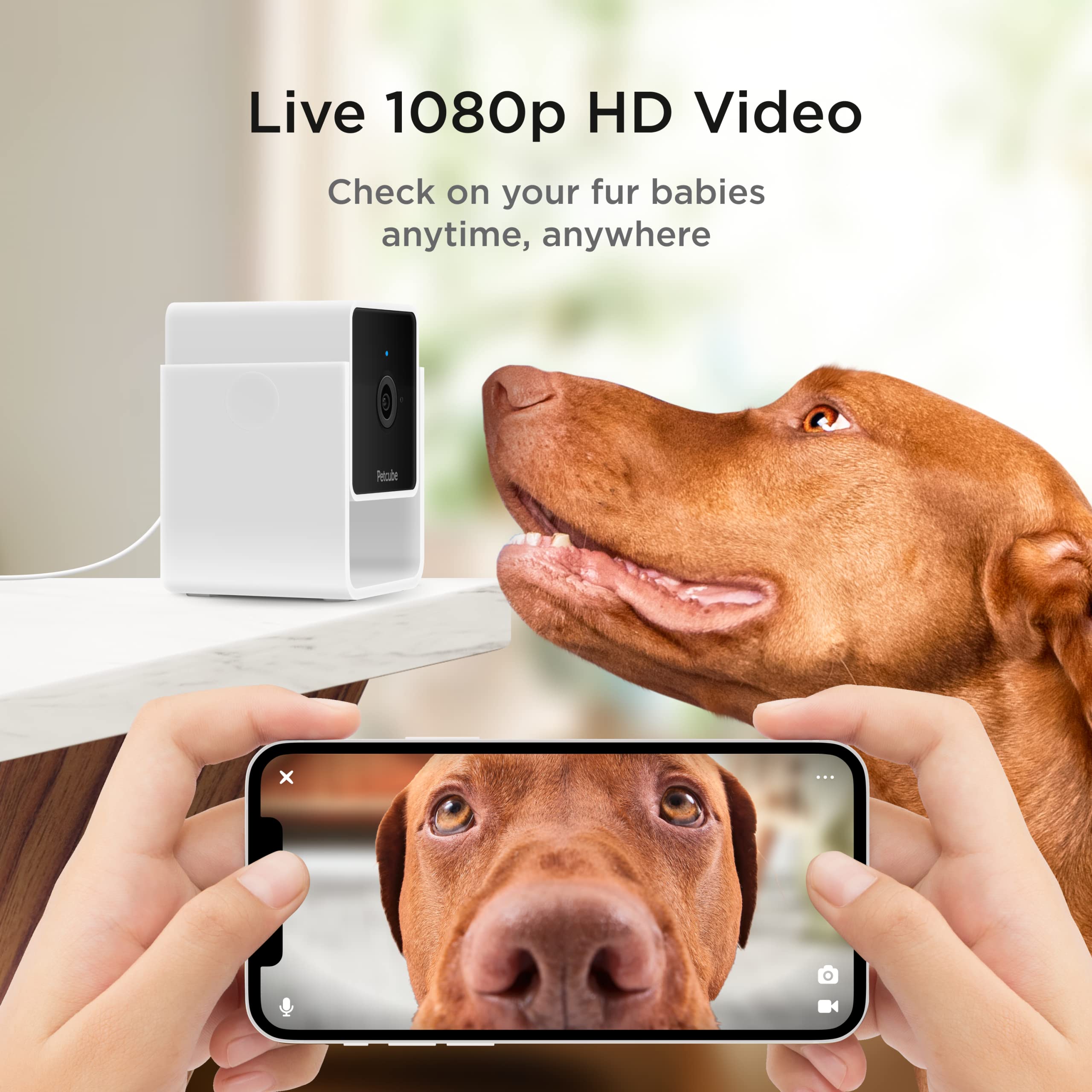 Petcube Cam wide-angle view captures more room and pet activity.