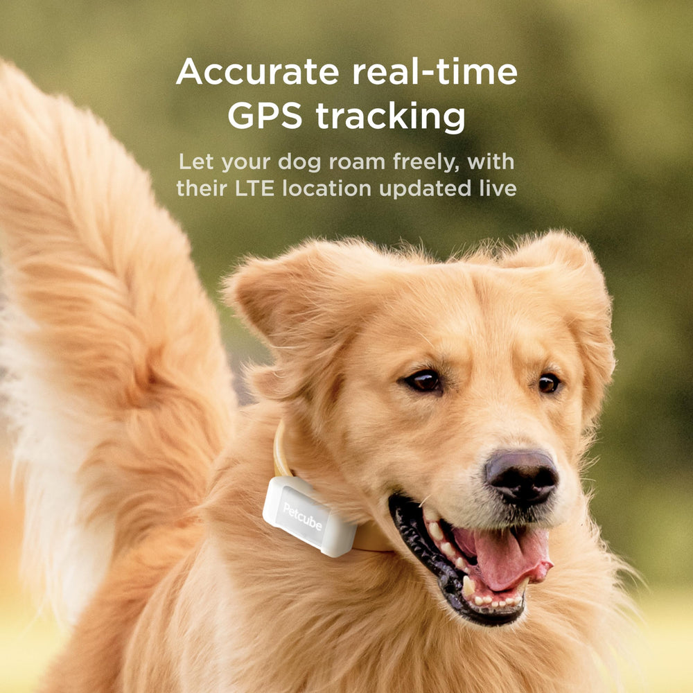 Petcube GPS Tracker sends escape alerts to notify when dog leaves safe zones.