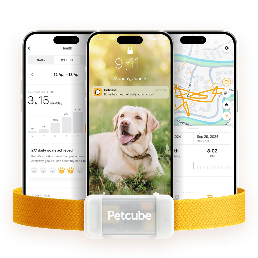 Petcube GPS Tracker for Dogs shows real-time live location on map for quick reunions.