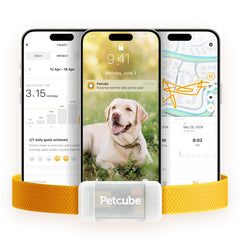 Petcube GPS Tracker for Dogs shows real-time live location on map for quick reunions.