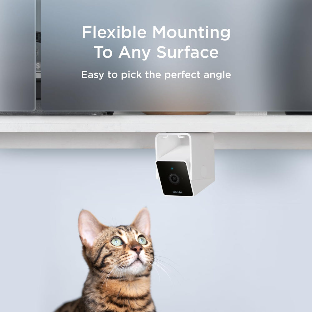 Petcube Pack-2 daily recaps and downloads help preserve favorite moments.