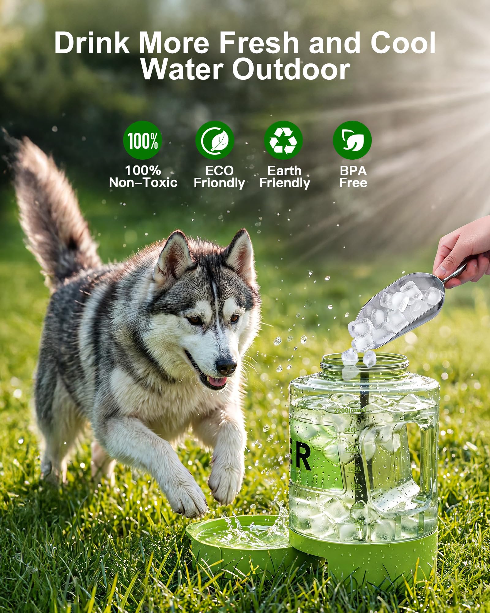BPA-free materials ensure safe dog drinking water.