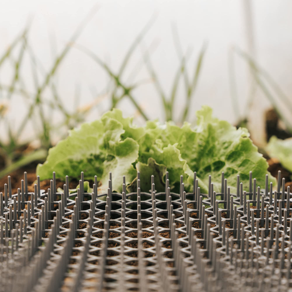 Petfolio spike mat protects plants and furniture from curious cats.