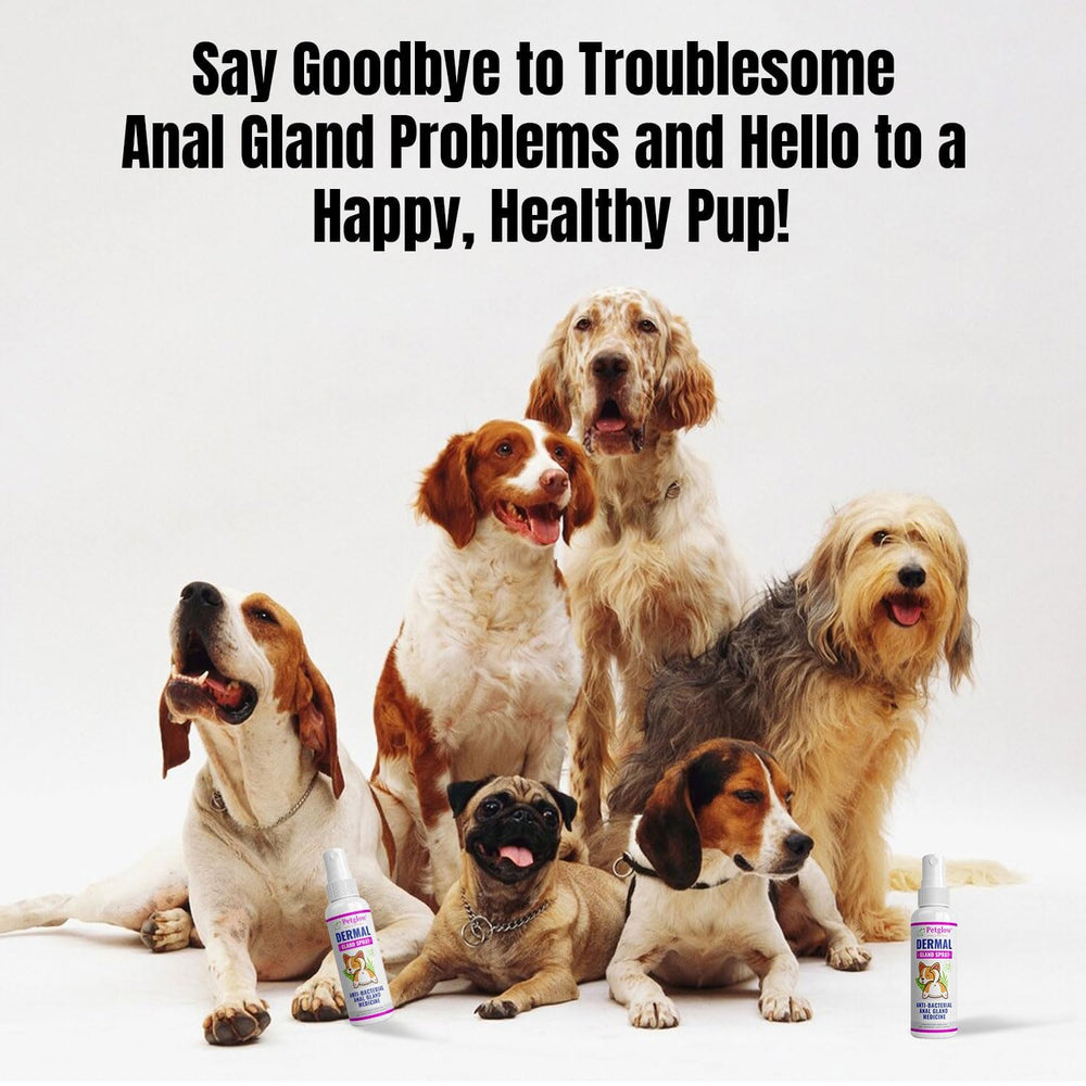 Petglow dog grooming routine support when used as directed.