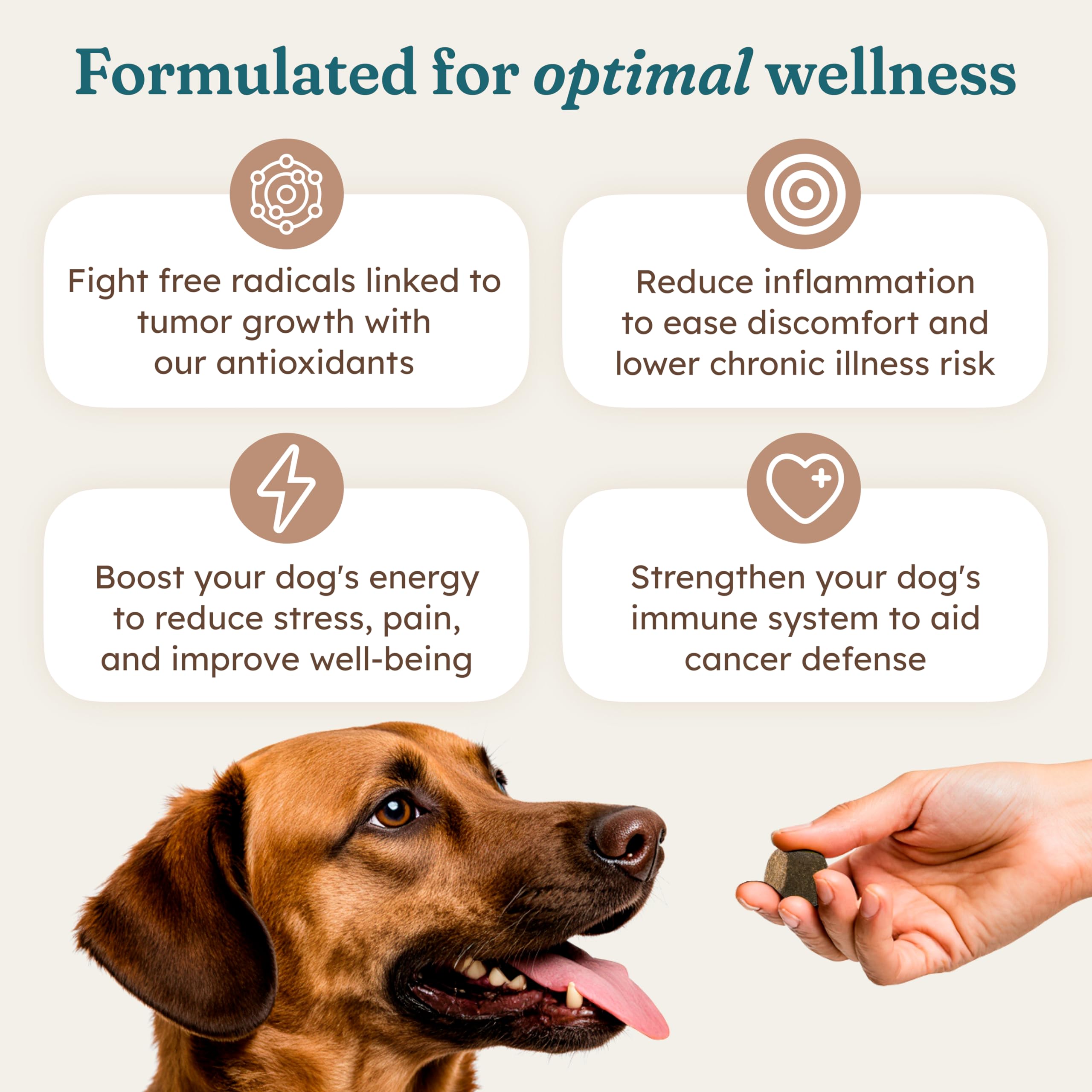 PetHeal Immune Plus reishi ingredient represented as part of the blend.