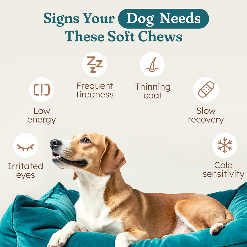 Close-up of PetHeal Immune Plus soft chews highlighting texture and palatable pork flavor.