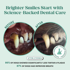 Pet Honesty powder sprinkled over dog teeth for simple application