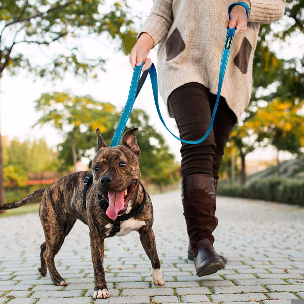 PetiFine blue leash suitable for dogs of all sizes during outdoor activities.