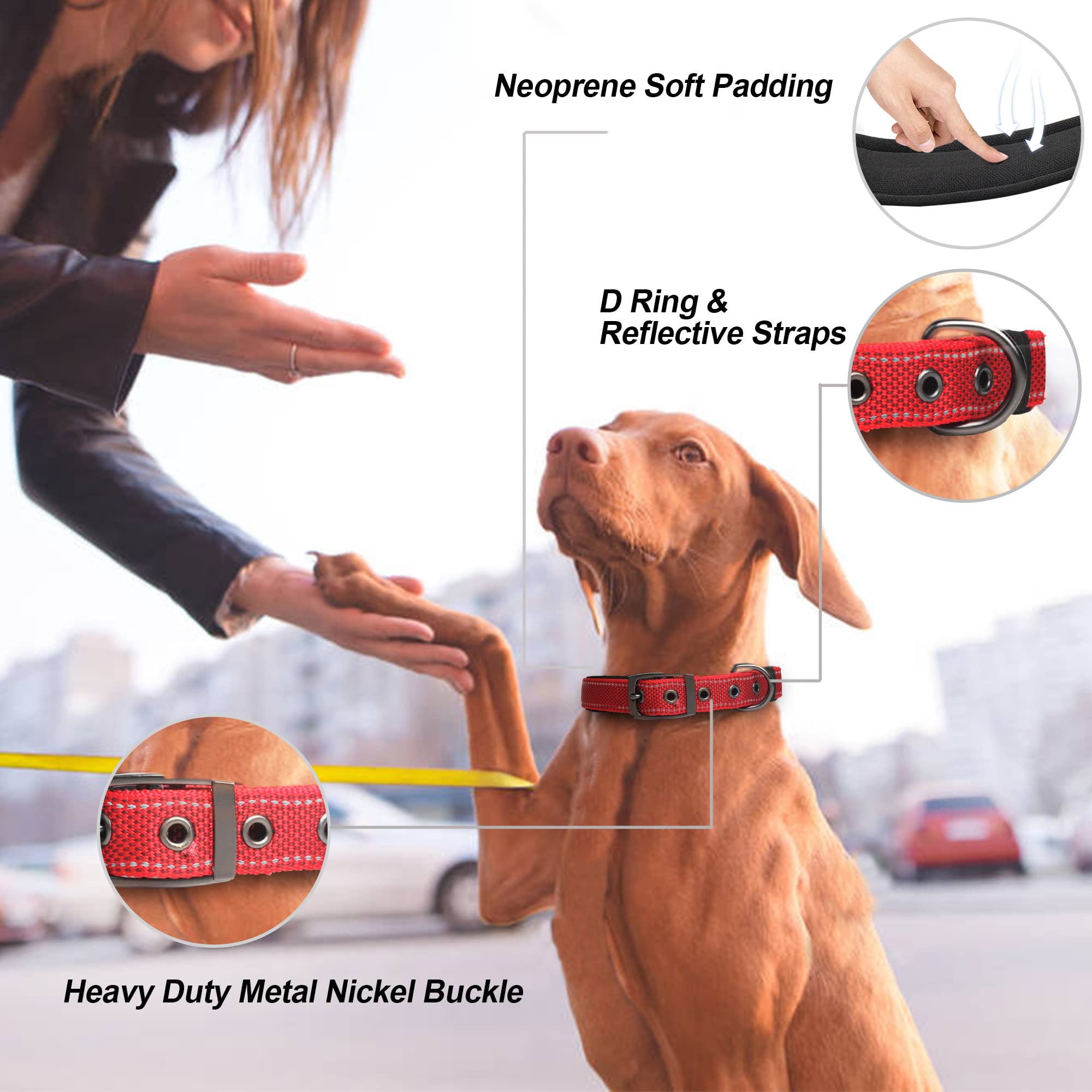 PetiFine collar with durable metal buckle for secure daily walking