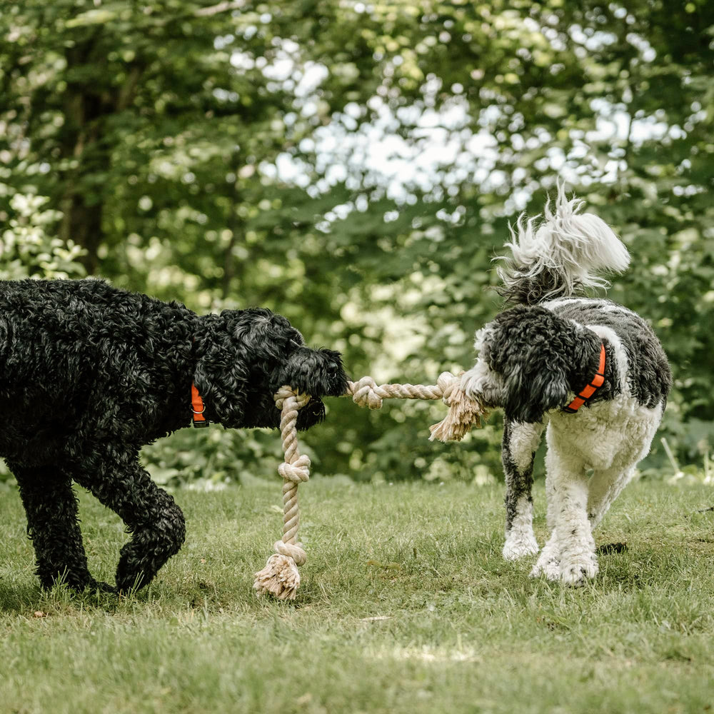 PetiFine gift-ready rope toy for versatile indoor and outdoor fun