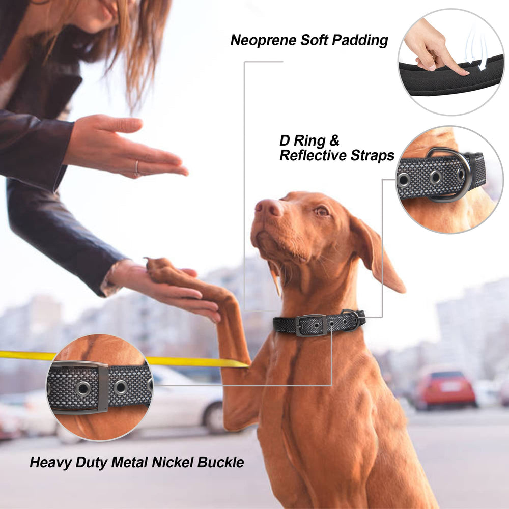 PetiFine stainless steel buckle collar shows durable hardware for secure fit