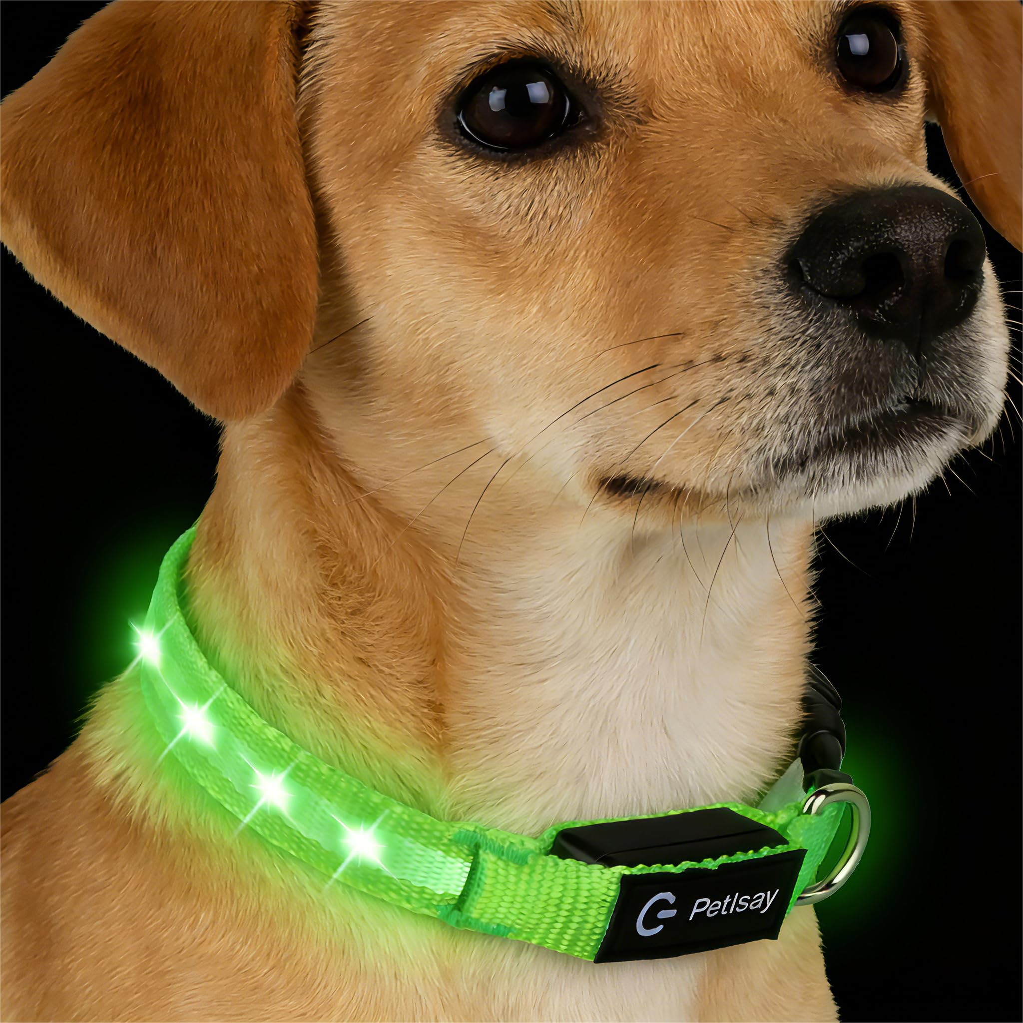 PetIsay LED dog collar green worn by a small dog for high-visibility night walks.