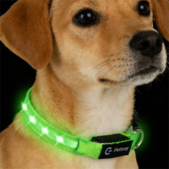 PetIsay LED dog collar green worn by a small dog for high-visibility night walks.