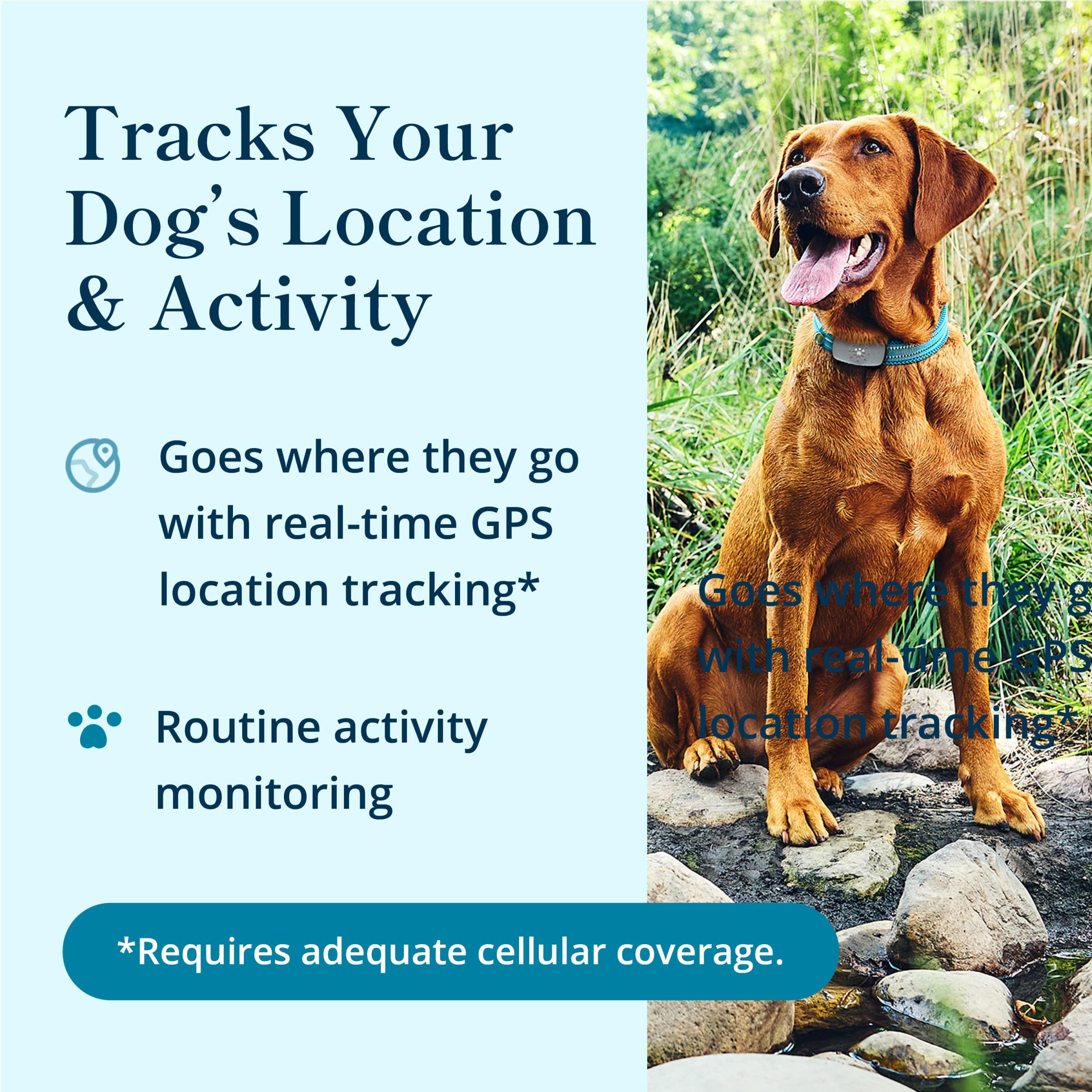 Petivity live location map in the app helps monitor daily movements