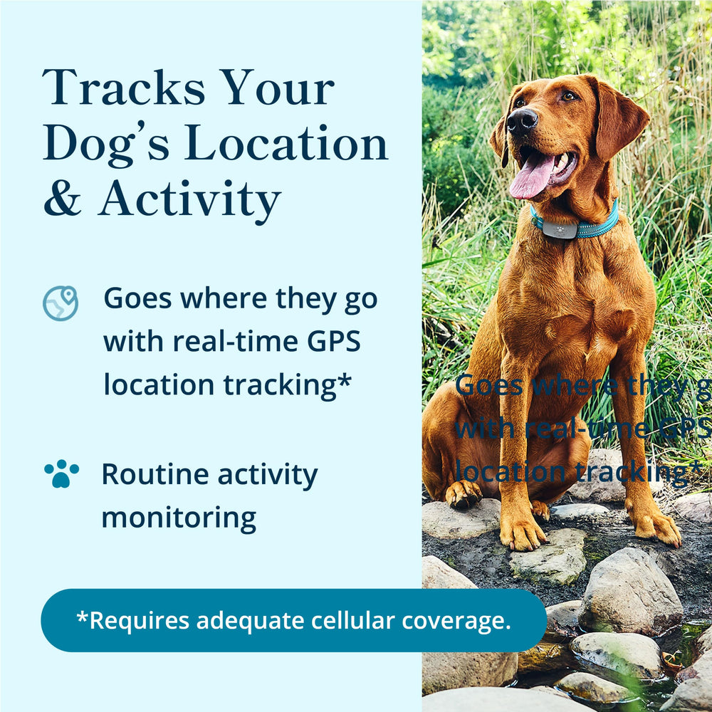 Petivity live location map in the app helps monitor daily movements