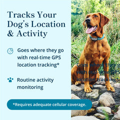 Petivity live location map in the app helps monitor daily movements