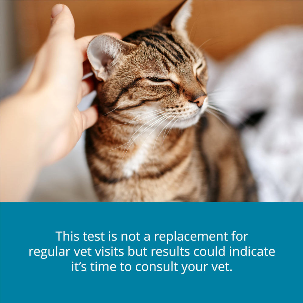 Petivity result readout card showing next steps with vet guidance.