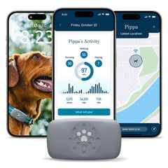 Petivity Smart GPS Dog Tracker on collar shows live location for quick recovery