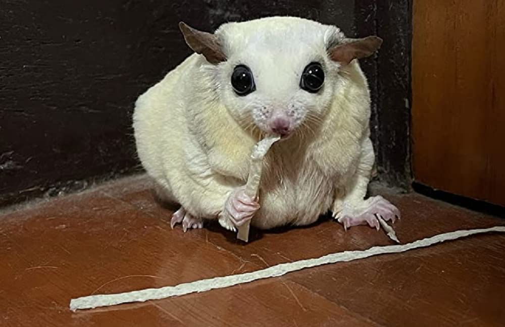 Sugar glider tasting PETIVORE fish stick snack