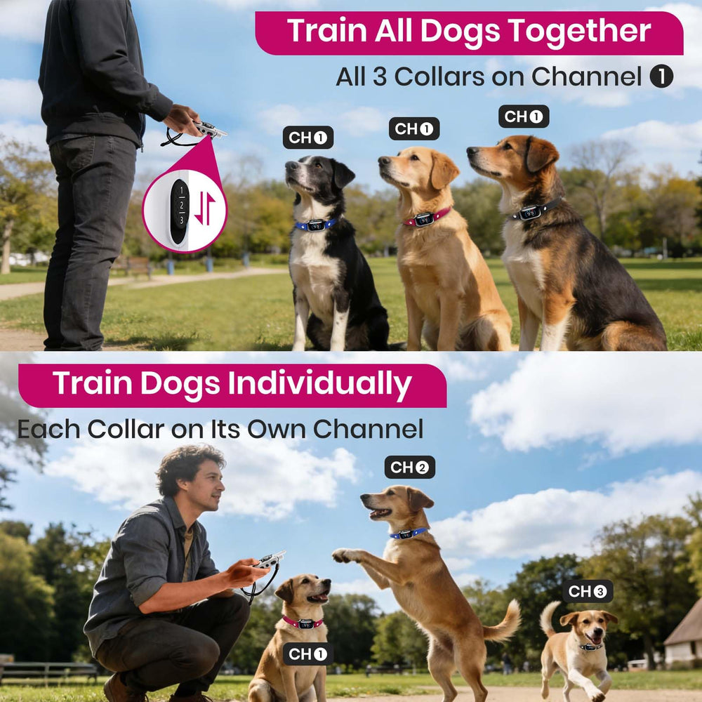 PetJoy three-dog collar system shown for synchronized training across dogs.