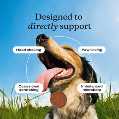 Dog enjoying a PetLab Co daily probiotic chew, illustrating support for gut balance.