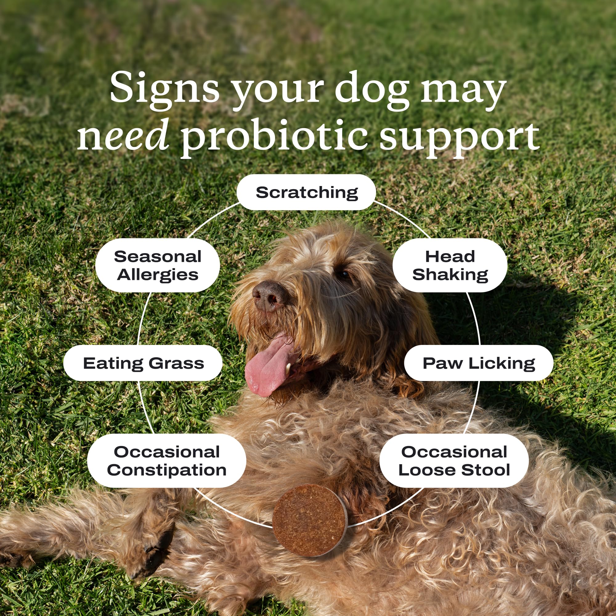 PetLab Co Probiotics for Dogs bottle label close-up showing multiple probiotic strains